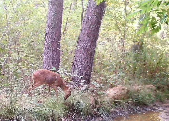 別荘 Demeure Du Xviiieme Siecle - Vallee Vezere ル・ビュグ